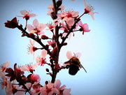 18th Mar 2015 - Bee-utiful!