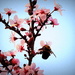 Bee-utiful! by homeschoolmom
