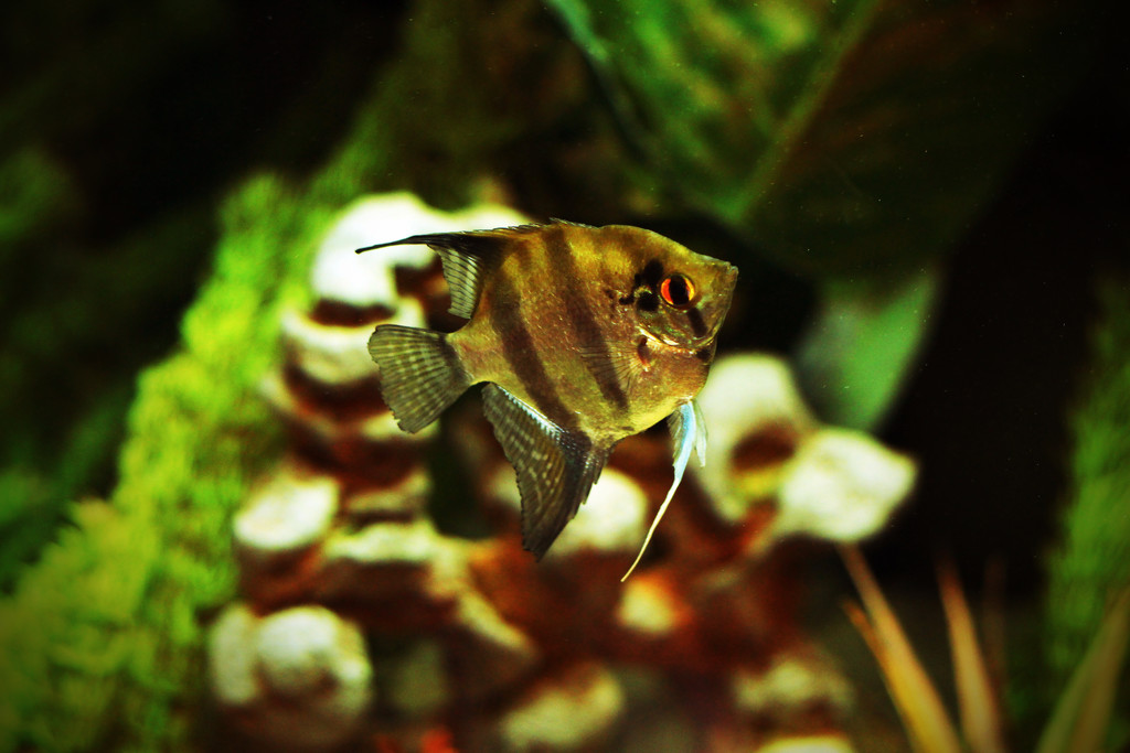 Angel Fish by mzzhope
