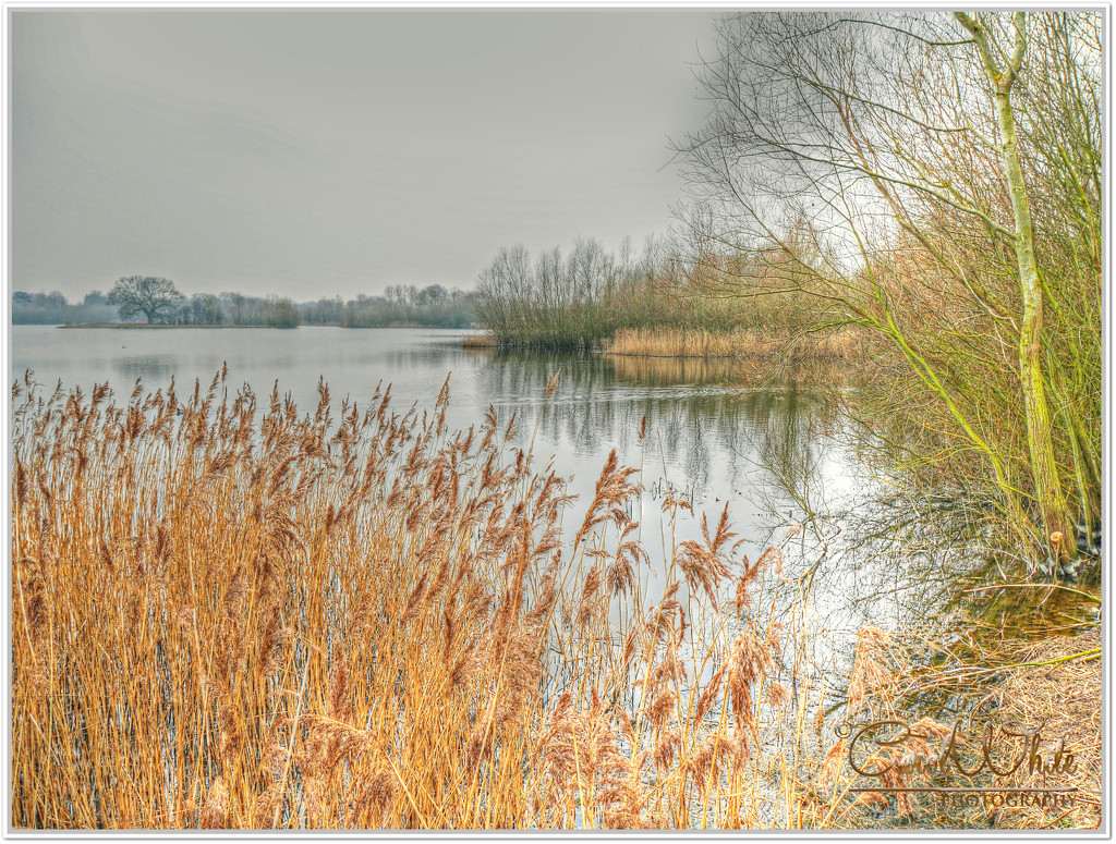 Swanwick Lakes by carolmw