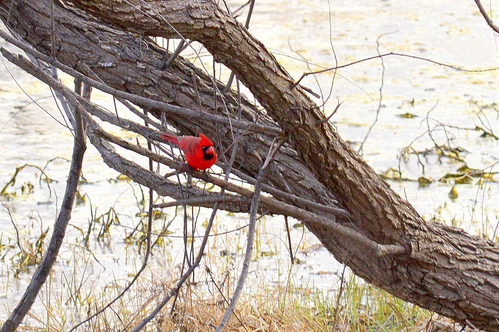 Seeing Red by kareenking