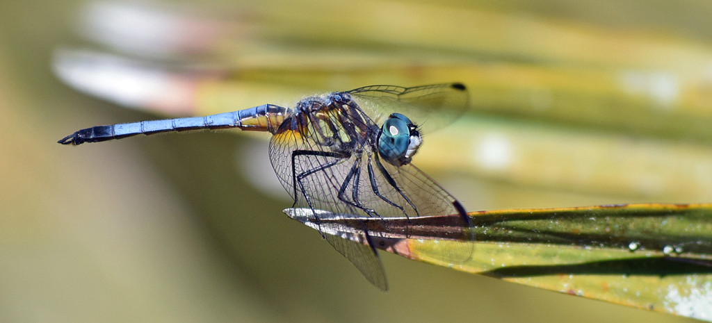 DragonFly by rickster549
