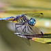 DragonFly by rickster549