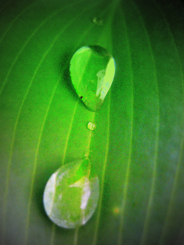 leaf drops by steveandkerry