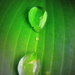 leaf drops by steveandkerry