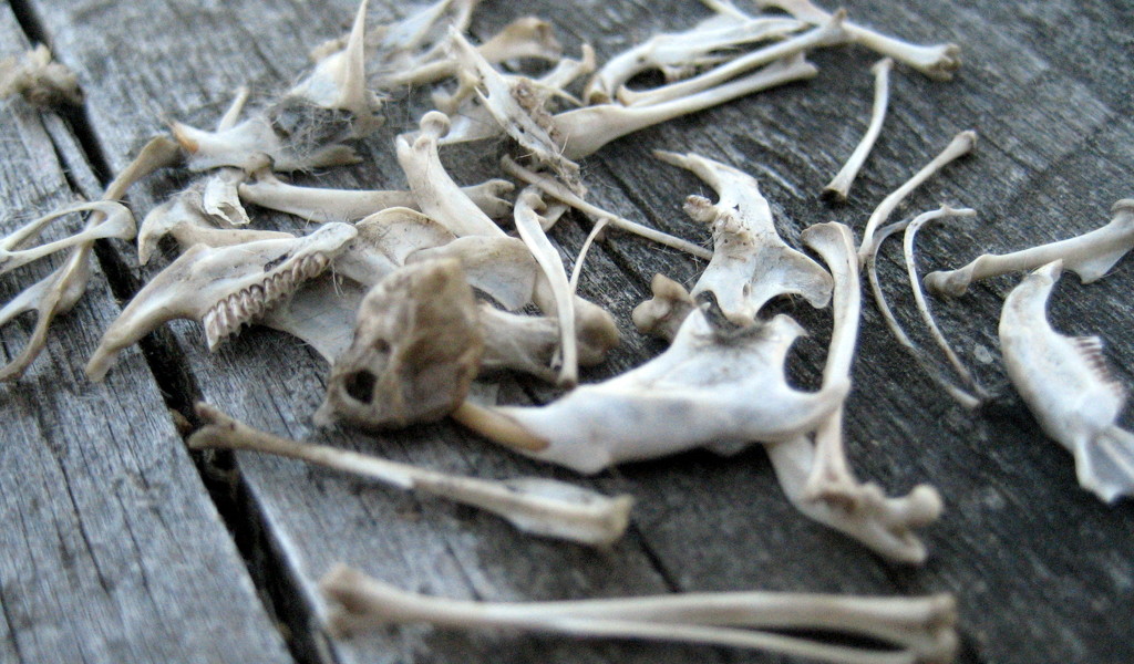 Owl pellet bones by steveandkerry