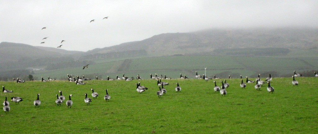 Barnacle geese by steveandkerry