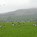 Barnacle geese by steveandkerry