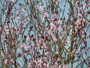 18th Mar 2015 - Blossom