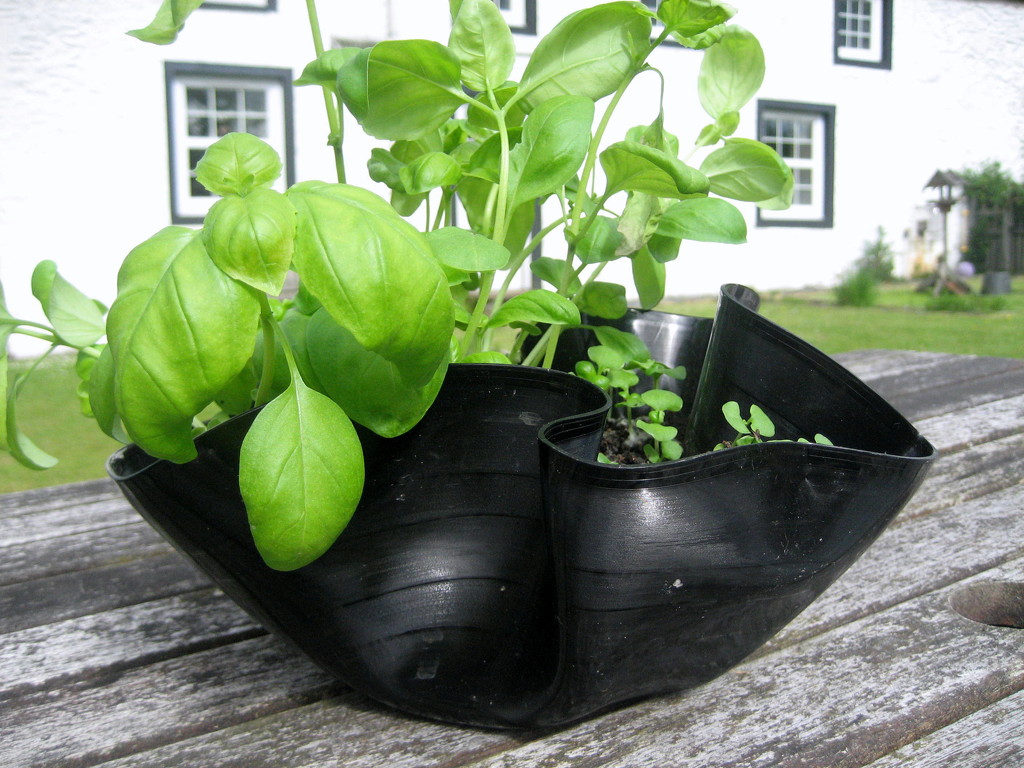 Basil in recycled record pot by steveandkerry