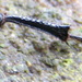 Carrion beetle leg by steveandkerry