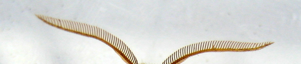 Lunar marbled brown antenna by steveandkerry