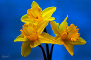 18th Mar 2015 - Three daffodils