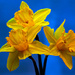 Three daffodils by elisasaeter
