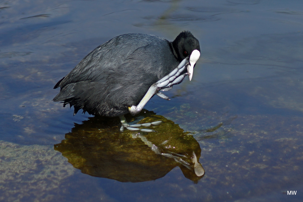 2015-03-18 Eurasien coot  by mona65