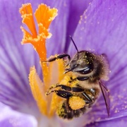 4th Feb 2015 - Busy bee