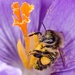 Busy bee by barrowlane
