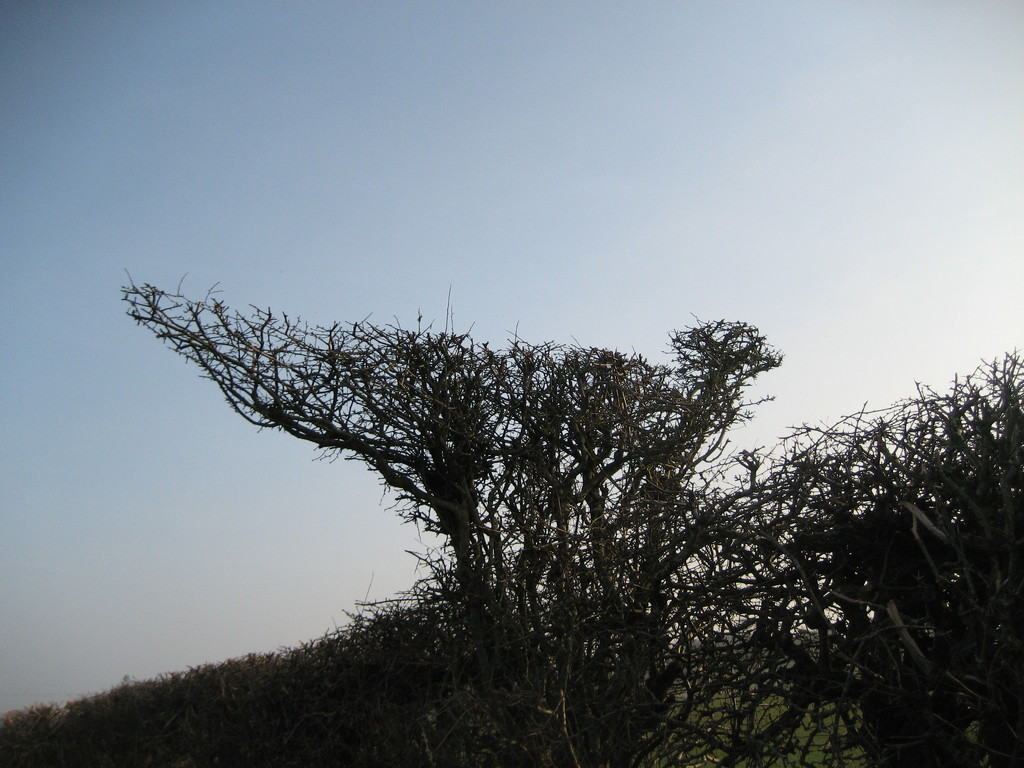 Hedge Topiary by steveandkerry