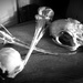 bird skulls by steveandkerry