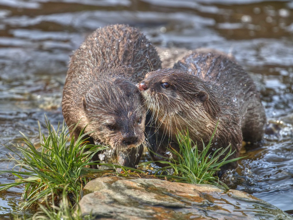 Otters. by gamelee