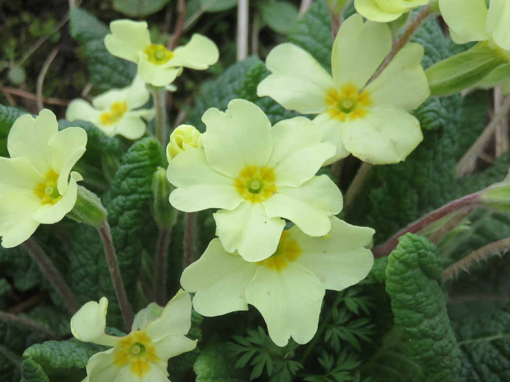 Hedgerow Primroses  by countrylassie