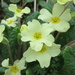 Hedgerow Primroses  by countrylassie