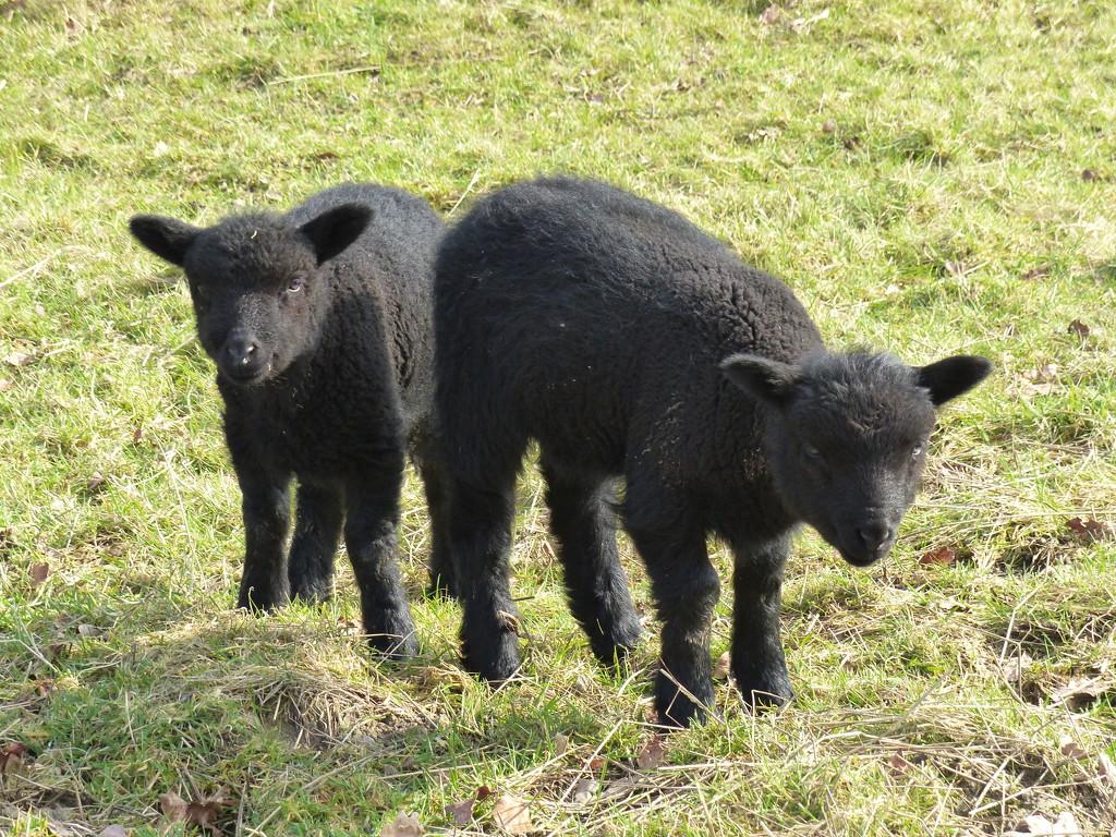 Black Lambs by susiemc