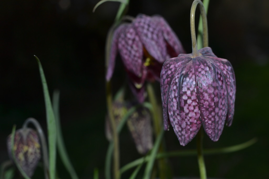 Snakes head fritilliaria by ziggy77