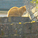 The cat sat on the wall.... by snowy