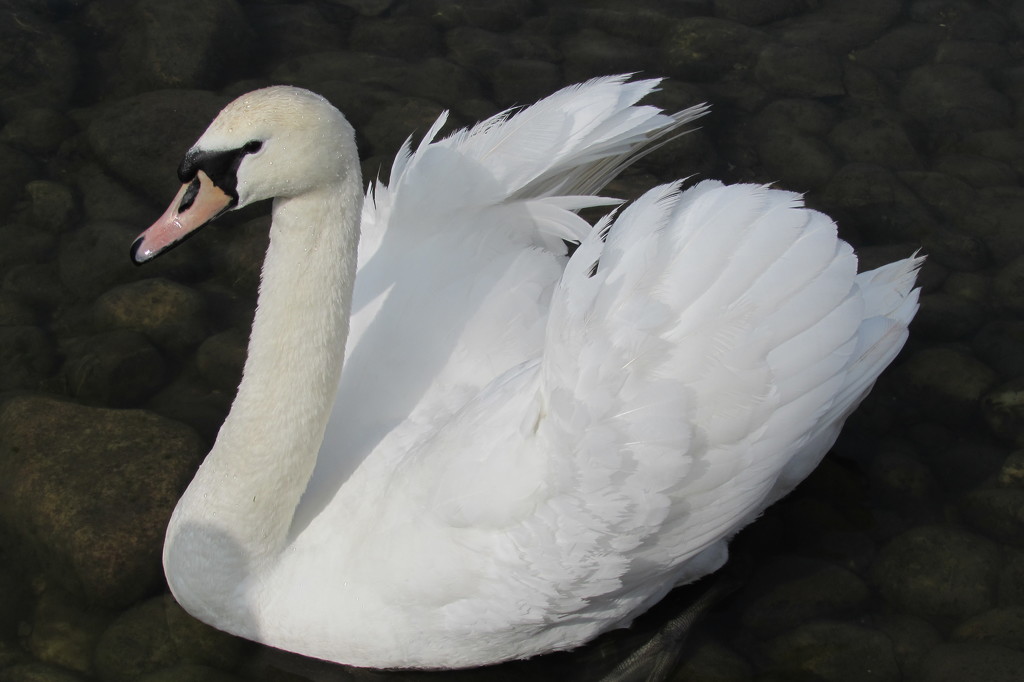 Beautiful Swan by bizziebeeme