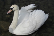 18th Mar 2012 - Beautiful Swan