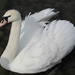 Beautiful Swan by bizziebeeme