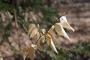 18th Mar 2015 - beech leaves
