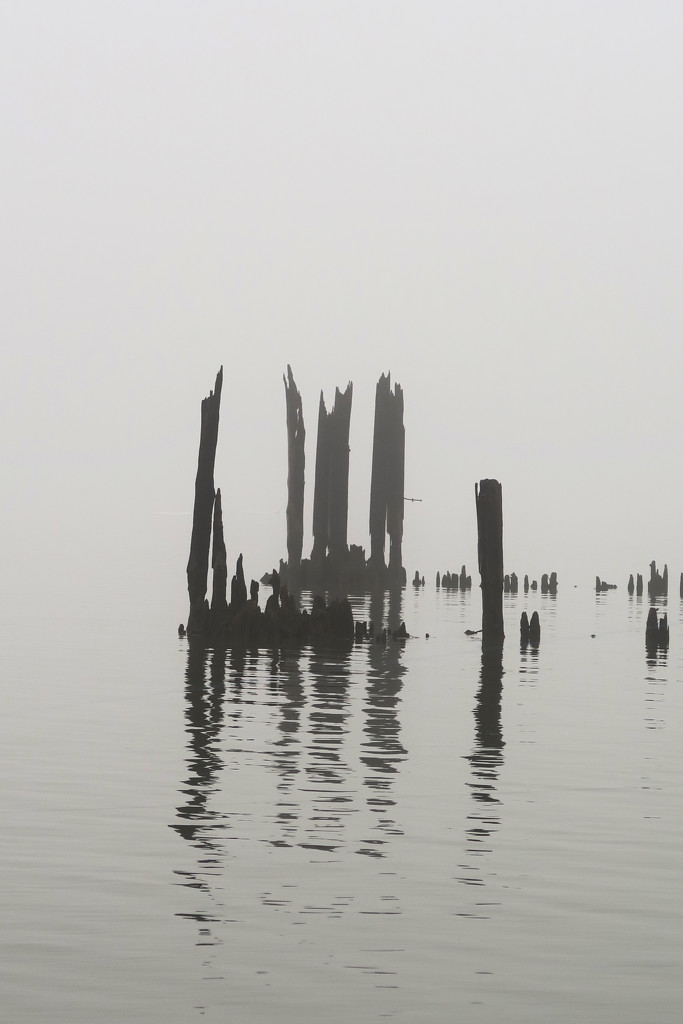 Pilings in the River by april16