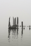 15th Mar 2015 - Pilings in the River