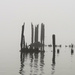 Pilings in the River by april16