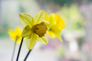 18th Mar 2015 - Daffodil