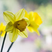 Daffodil by manek43509