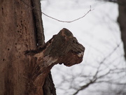 18th Mar 2015 - Tree Gargoyle