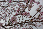 18th Mar 2015 - Peach blossoms