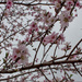 Peach blossoms by randystreat