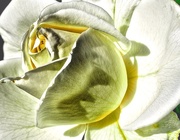 12th Mar 2015 - Variation on a White Rose