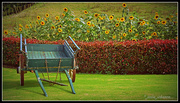 19th Mar 2015 - sunflowers and cart..
