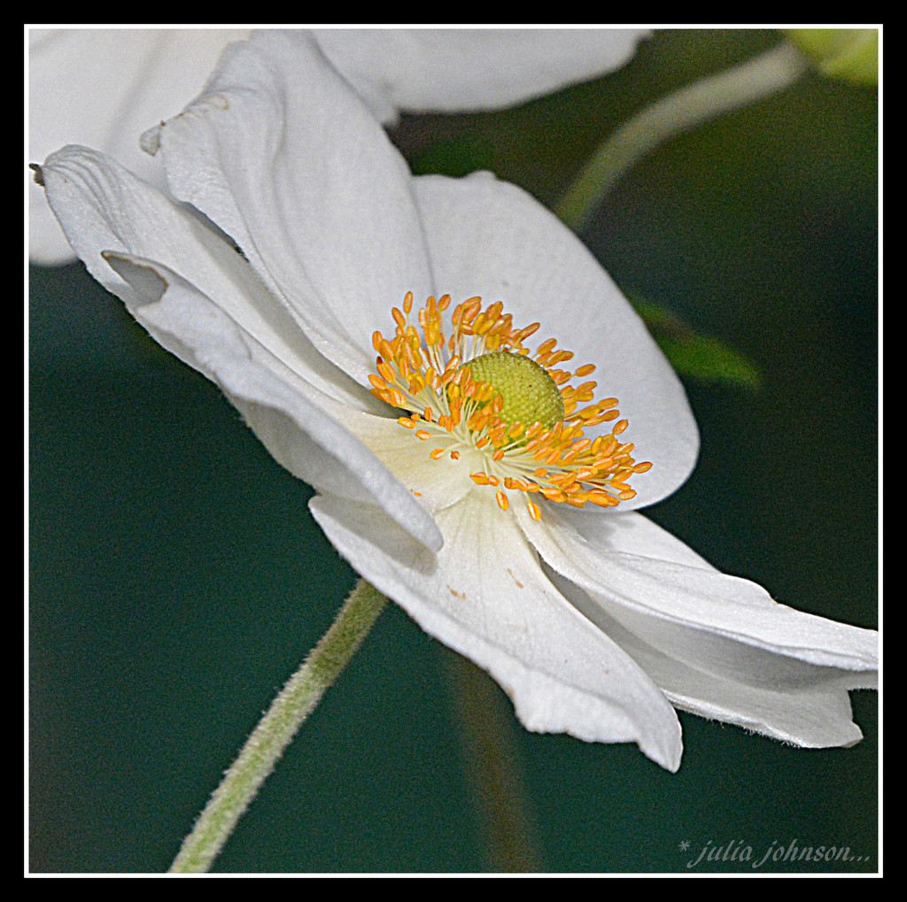 Japanese anemone..-001 by julzmaioro