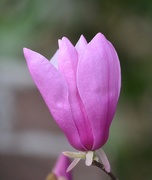 19th Mar 2015 - Japanese magnolia