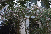 19th Mar 2015 - Camellias in back of planation house, Magnolia Garden, Charleston, SC