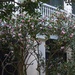 Camellias in back of planation house, Magnolia Garden, Charleston, SC by congaree