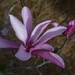 Japanese magnolia by congaree