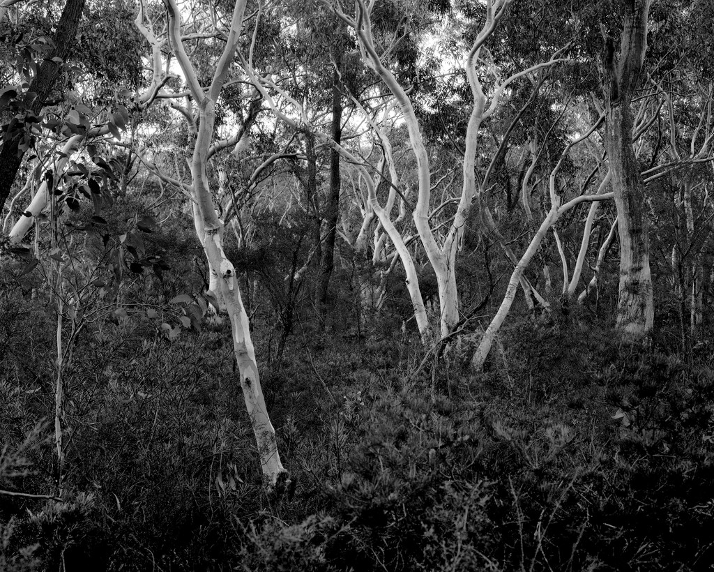 Scribbly gums II by peterdegraaff