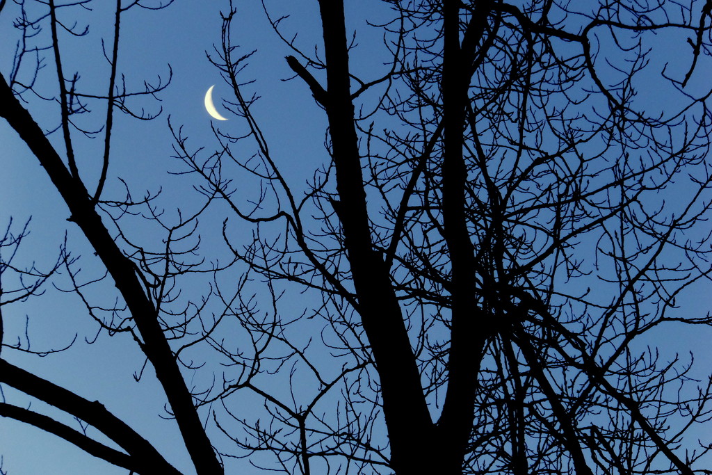 Tree And Moon by linnypinny